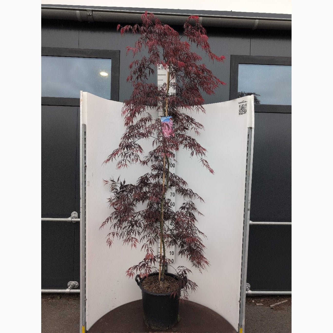 Japansk lönn – Acer pal. 'Tamukeyama' - C35 175-200 CM